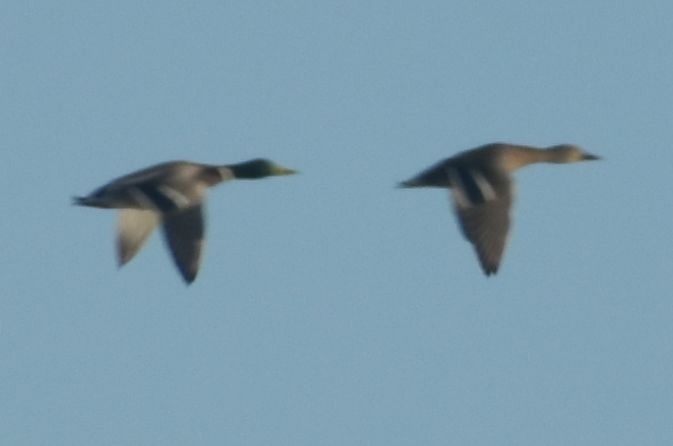 Mallard - ML646789999