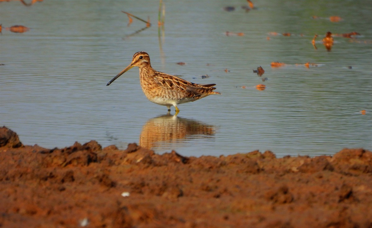 タシギ - ML646790000