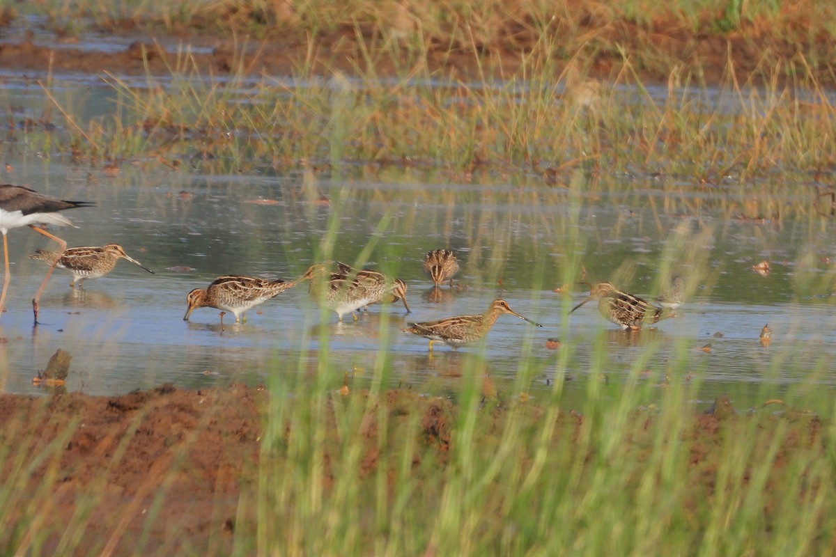タシギ - ML646790001