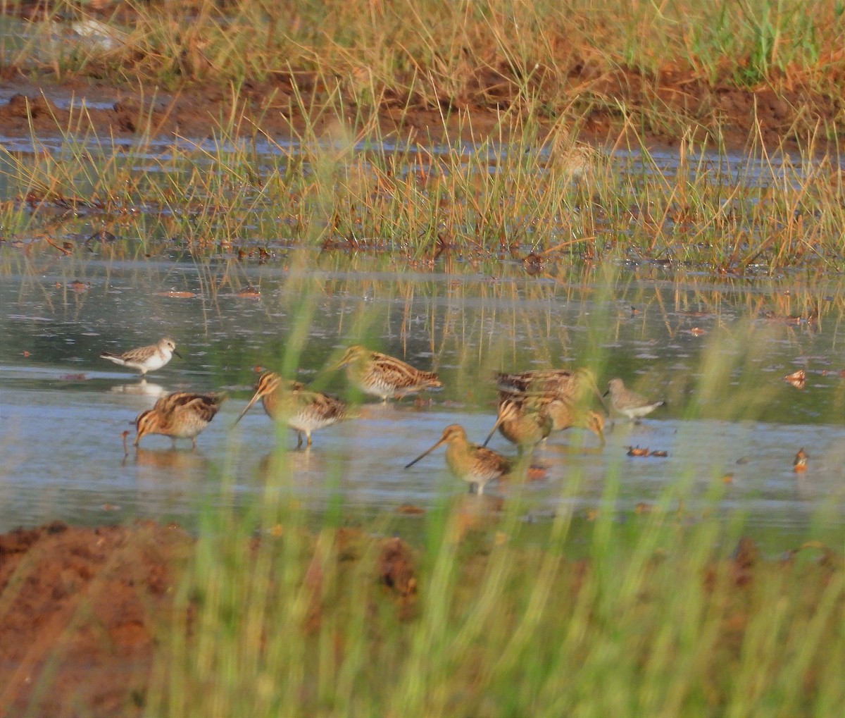 タシギ - ML646790002