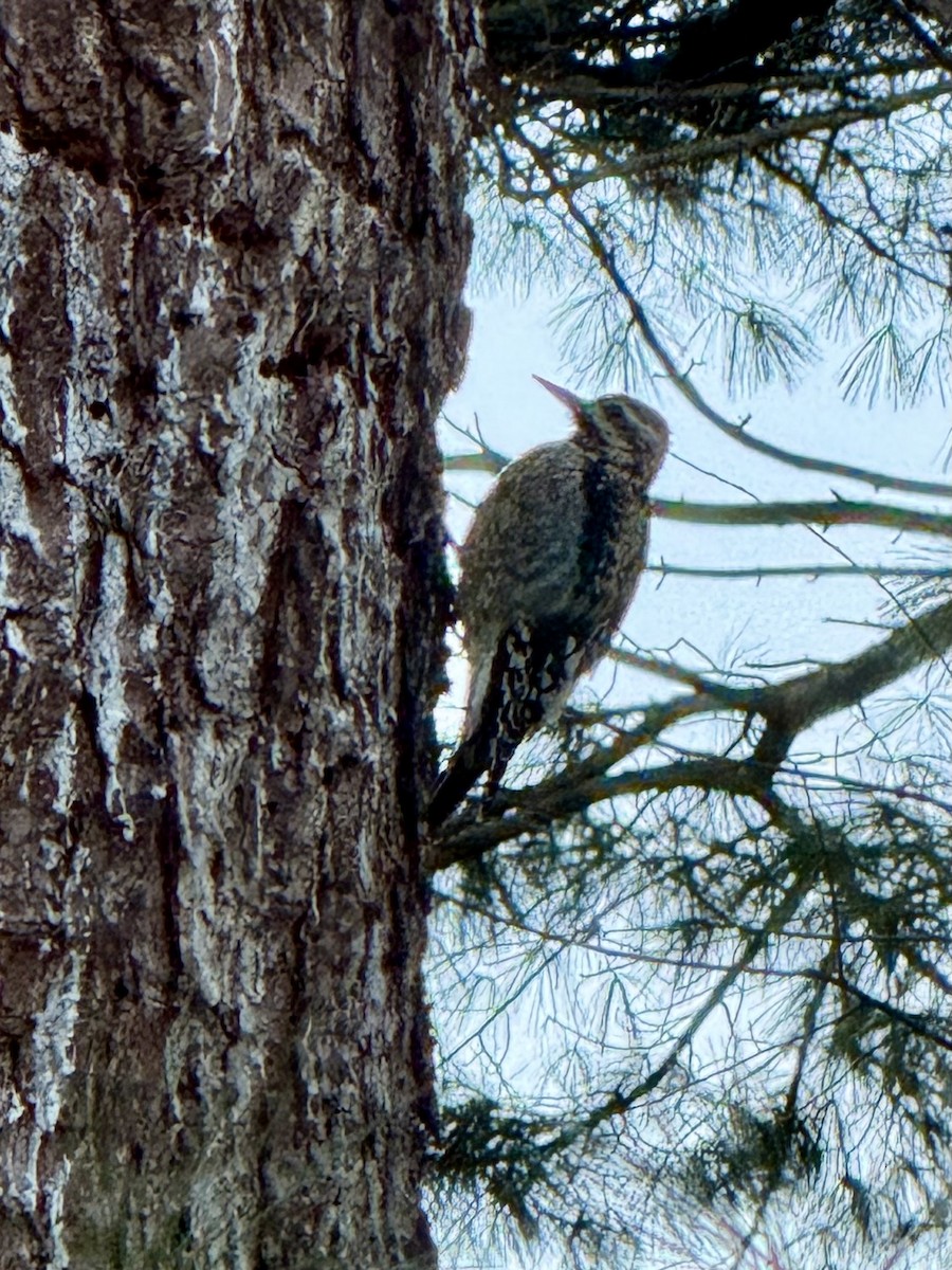 Pic maculé - ML646790003