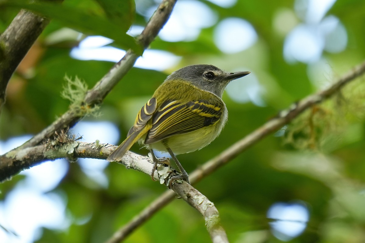 Graukopf-Todityrann - ML646790006