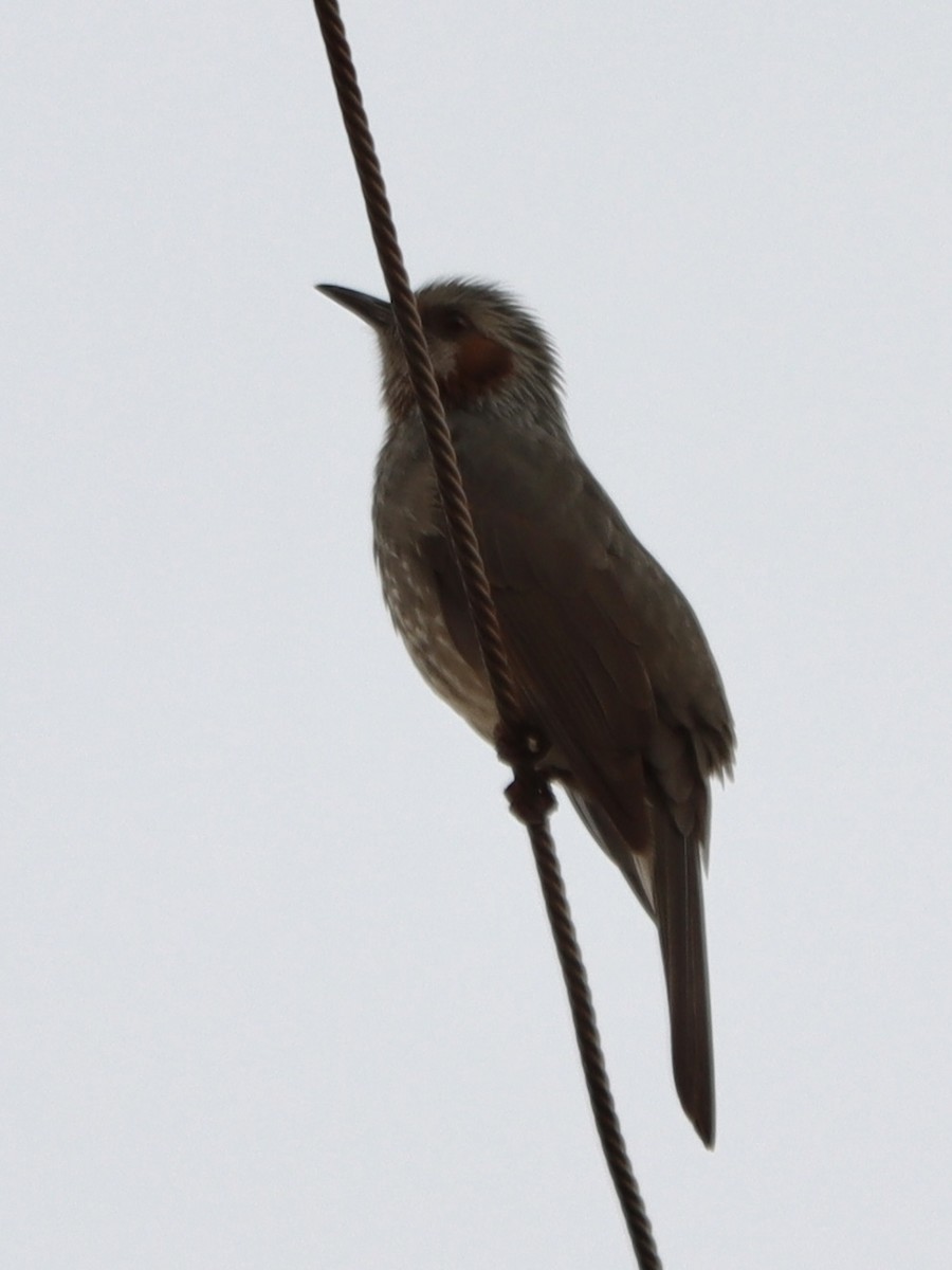 Brown-eared Bulbul - ML646790007
