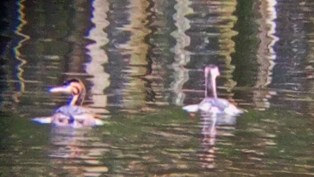 カンムリカイツブリ - ML646790008