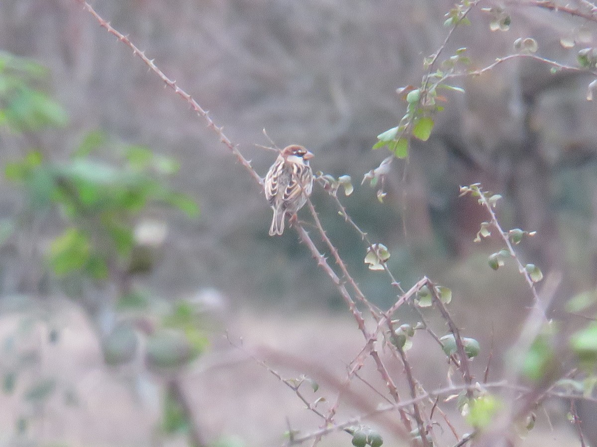 Spanish Sparrow - ML646790009