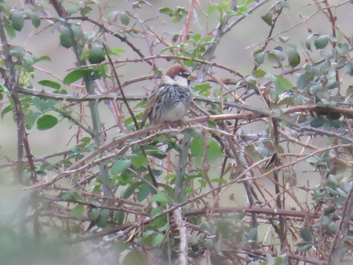 Spanish Sparrow - ML646790010