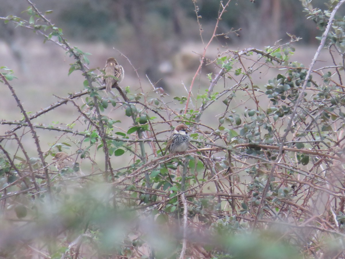 Spanish Sparrow - ML646790011