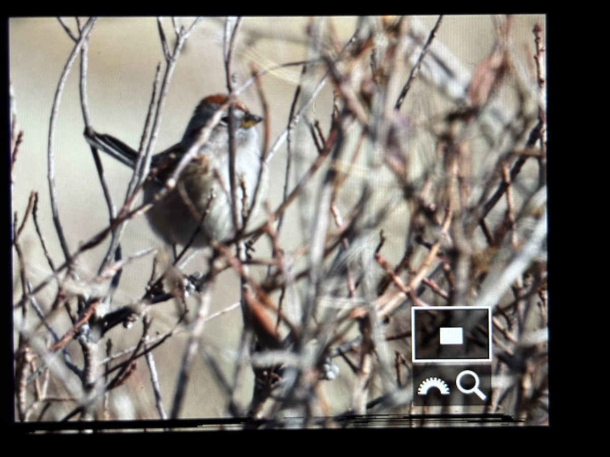American Tree Sparrow - ML646790013