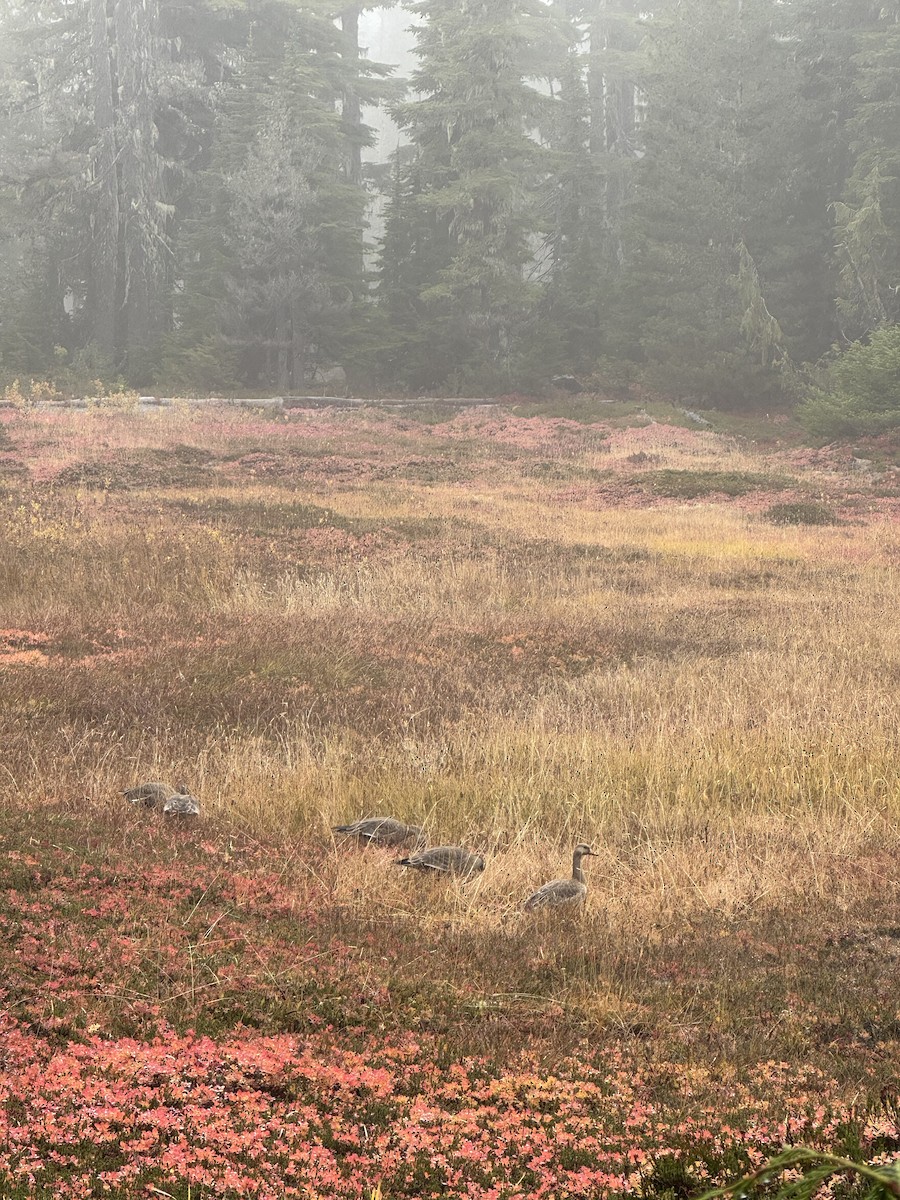 Манхин галуу - ML646790017