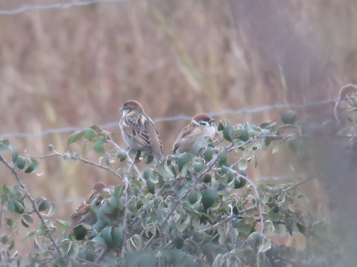 Ağaç Serçesi - ML646790021