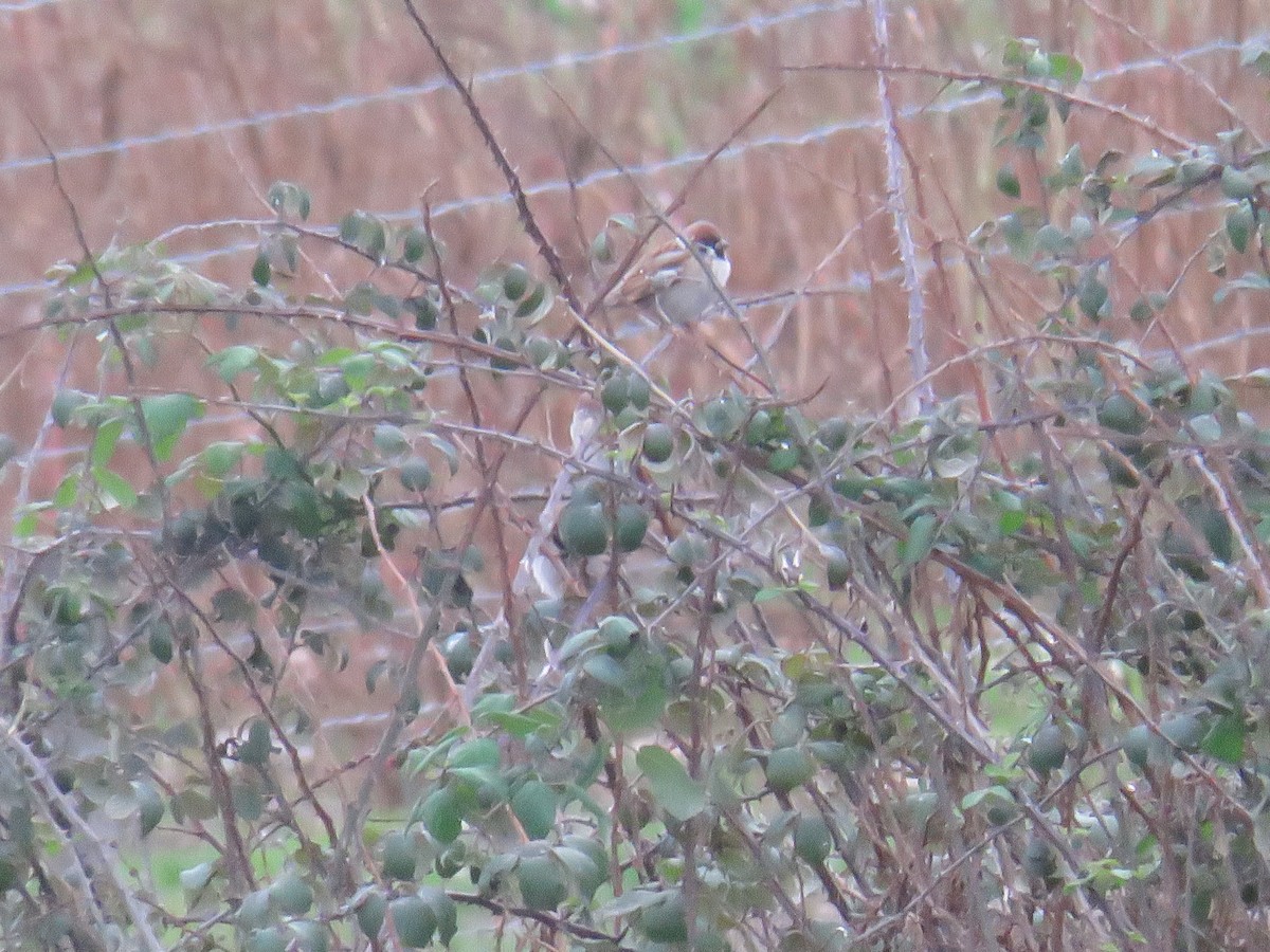 Ağaç Serçesi - ML646790022