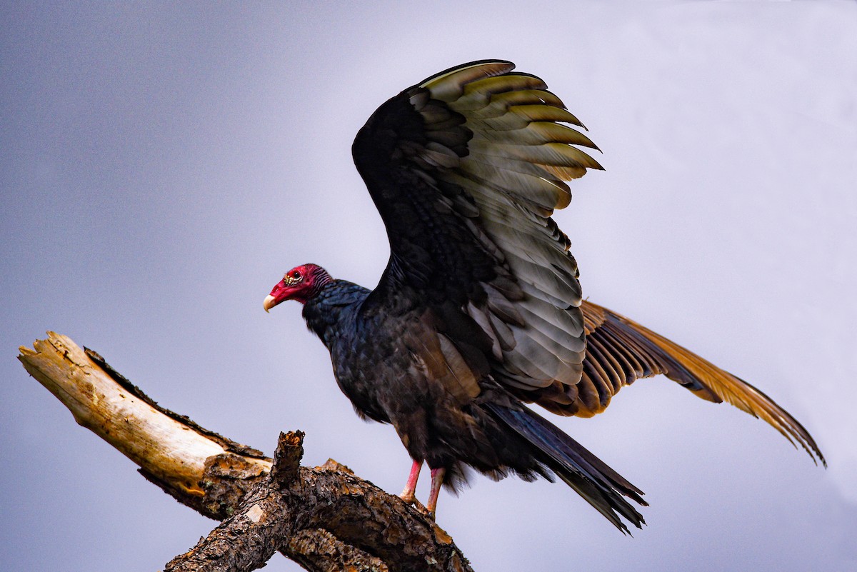 Turkey Vulture - ML646790023