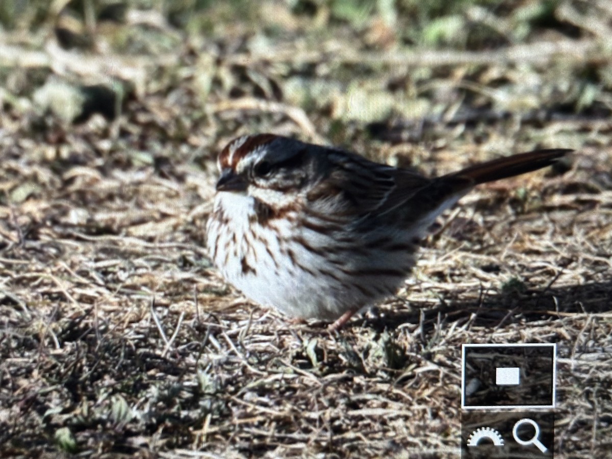 Song Sparrow (melodia/atlantica) - ML646790026
