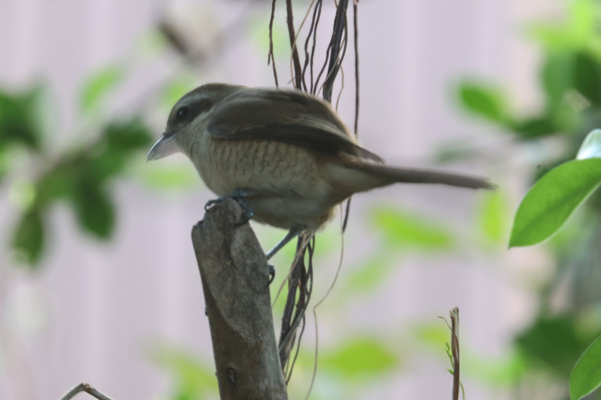 Kahverengi Örümcekkuşu - ML646790033