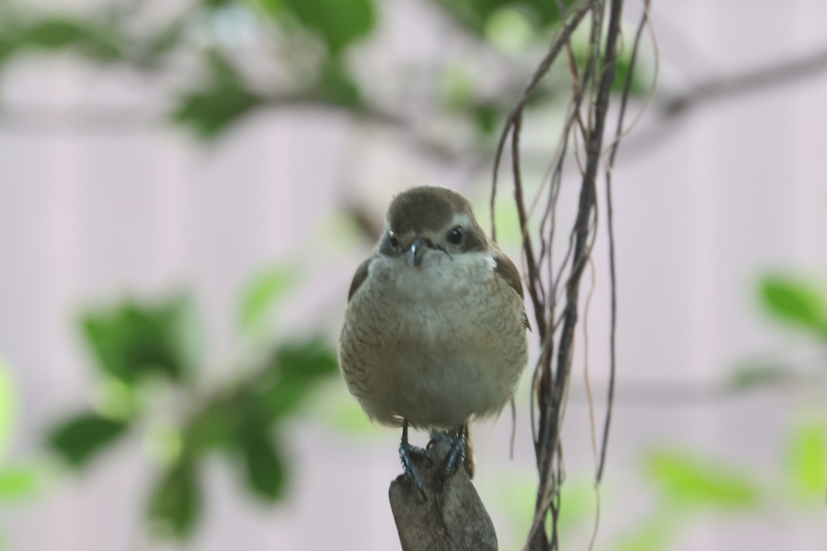 Kahverengi Örümcekkuşu - ML646790034