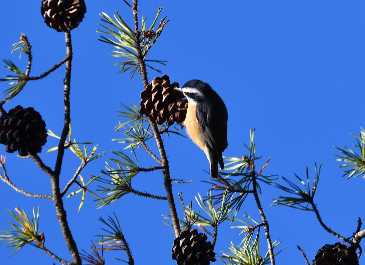 Red-breasted Nuthatch - ML646790043