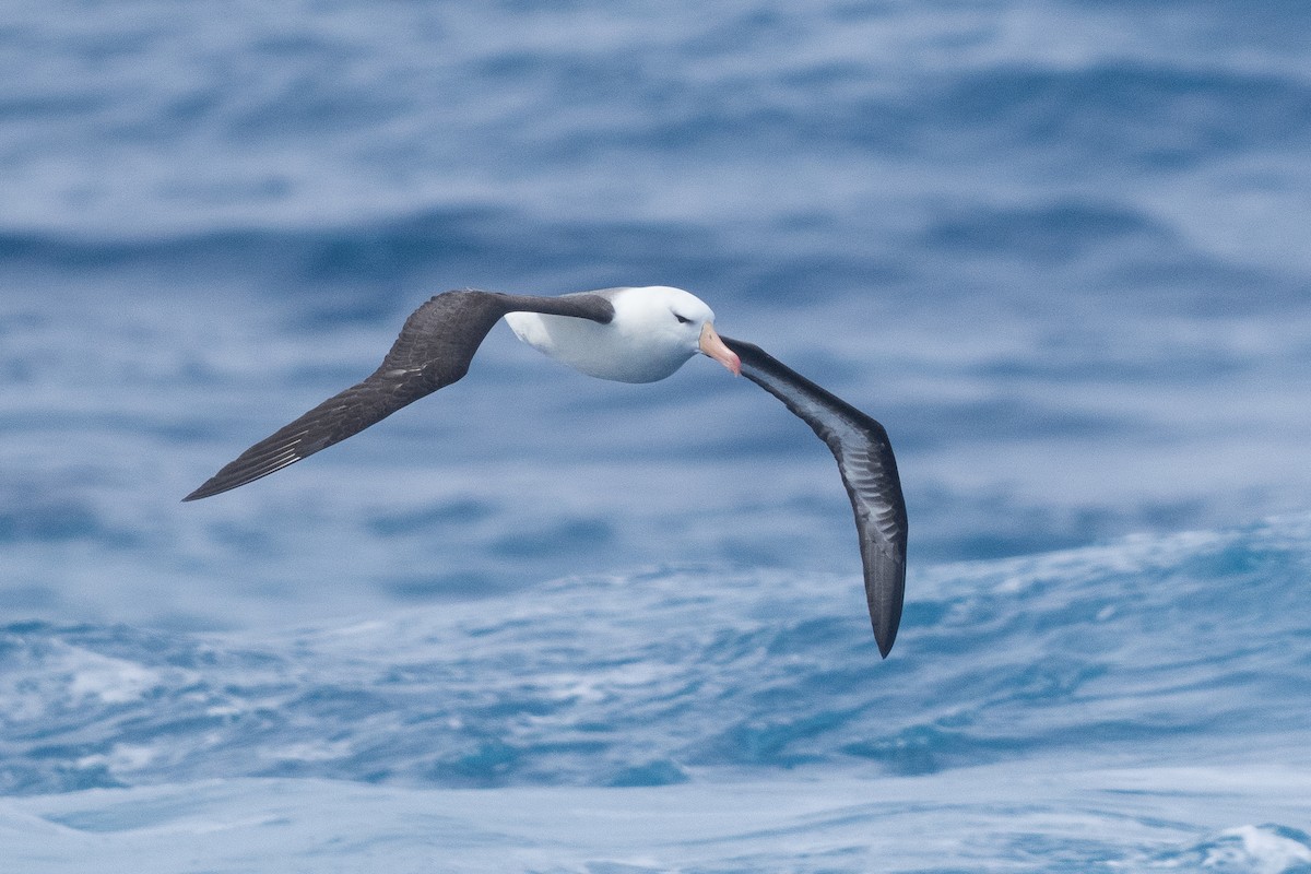 Kara Kaşlı Albatros - ML646790044