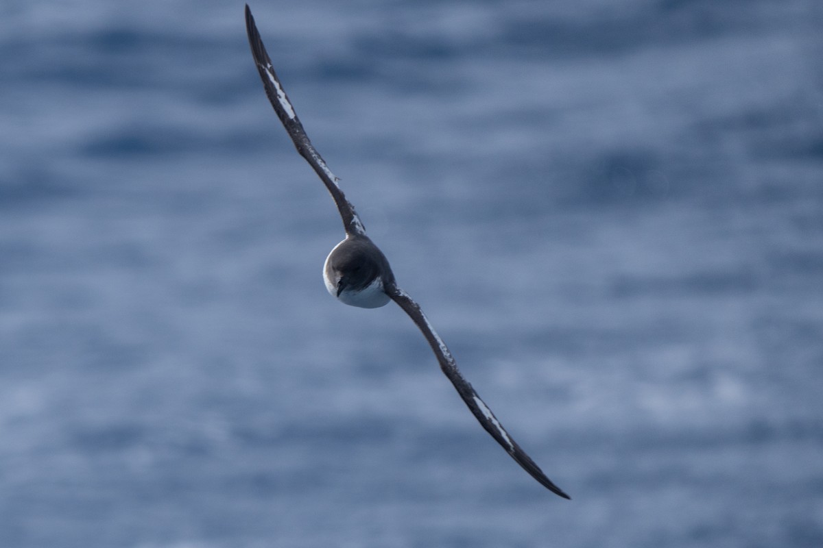 Alaca Fırtınakuşu - ML646790047