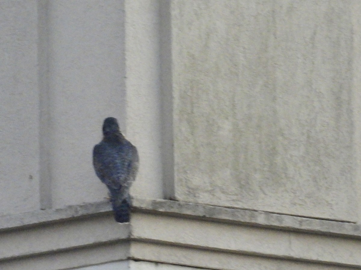 Сапсан - ML646790051