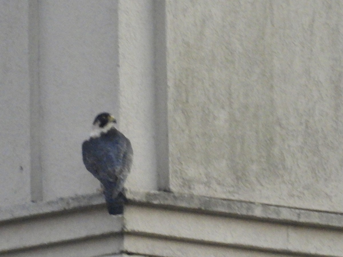 Сапсан - ML646790052