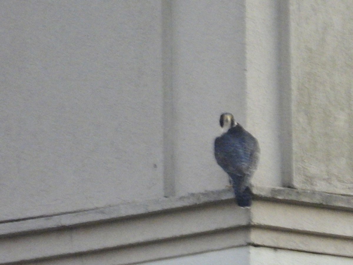 Сапсан - ML646790053