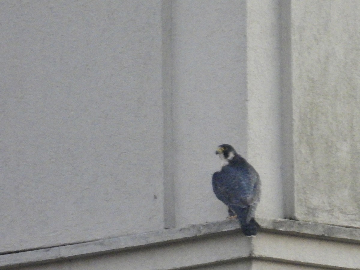 Сапсан - ML646790054