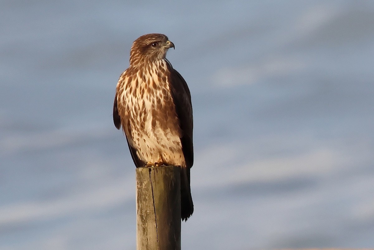 Zapelatz arrunta - ML646790057