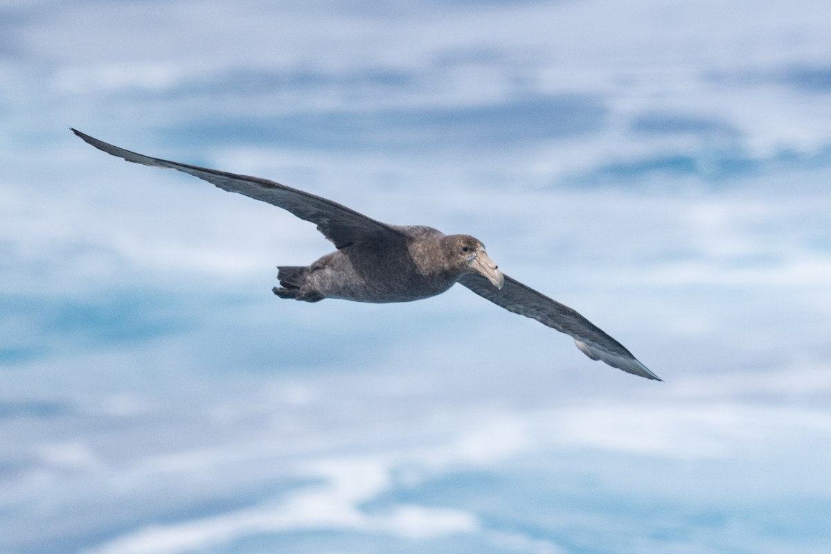 Antarktik Dev Fırtınakuşu - ML646790068