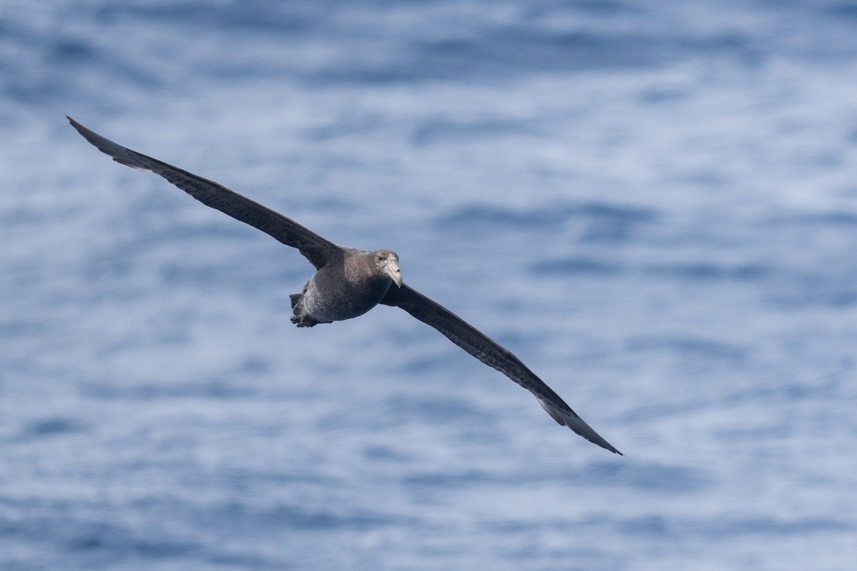 Antarktik Dev Fırtınakuşu - ML646790071