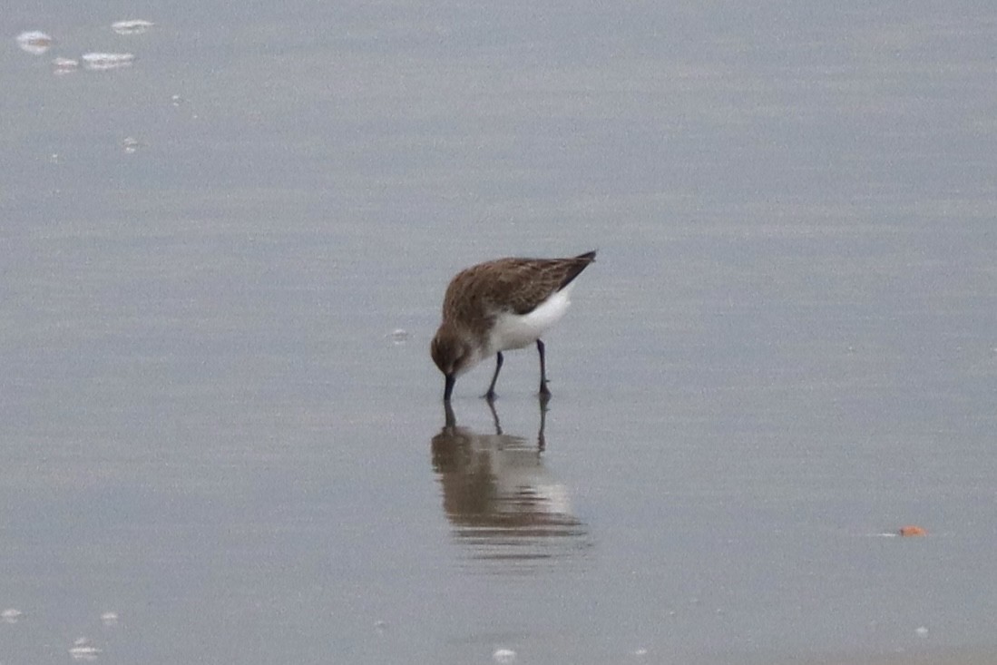 Semipalmated Sandpiper - ML646790088