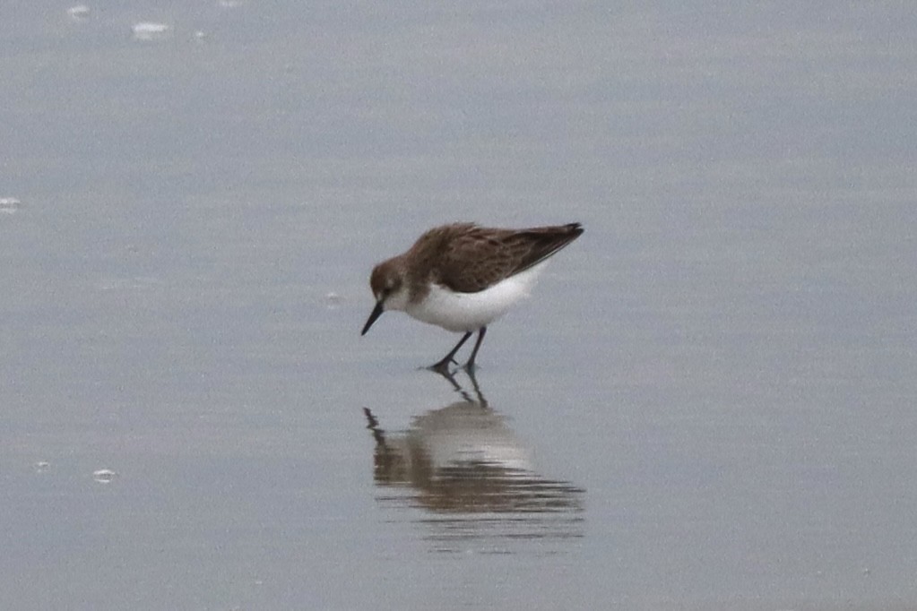 Semipalmated Sandpiper - ML646790089