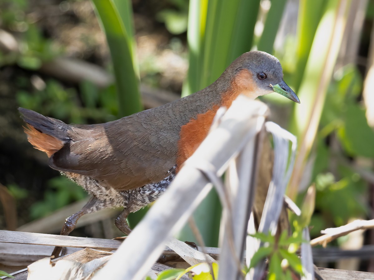 Rufous-sided Crake - ML646790093