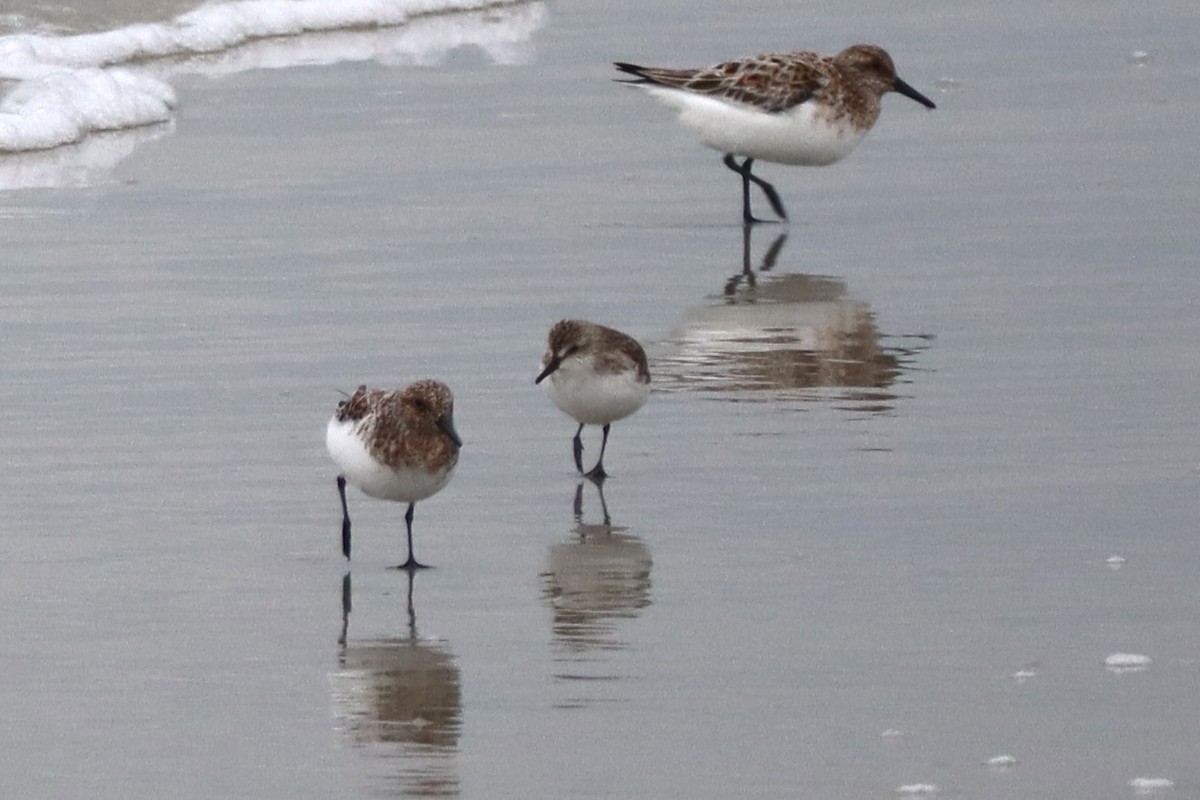 Semipalmated Sandpiper - ML646790095