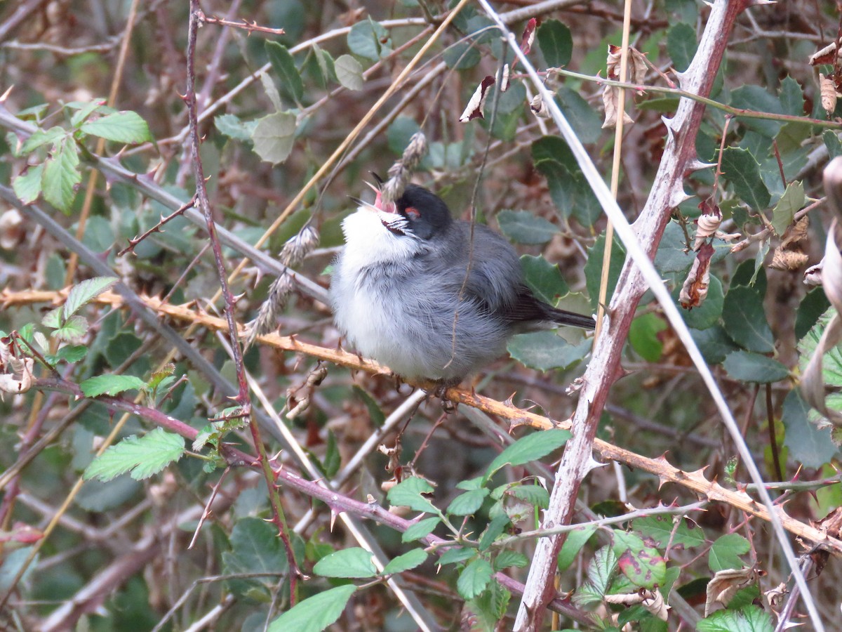 Sardinian Warbler - ML646790097