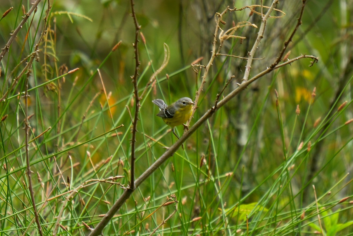 Magnolienwaldsänger - ML646790098