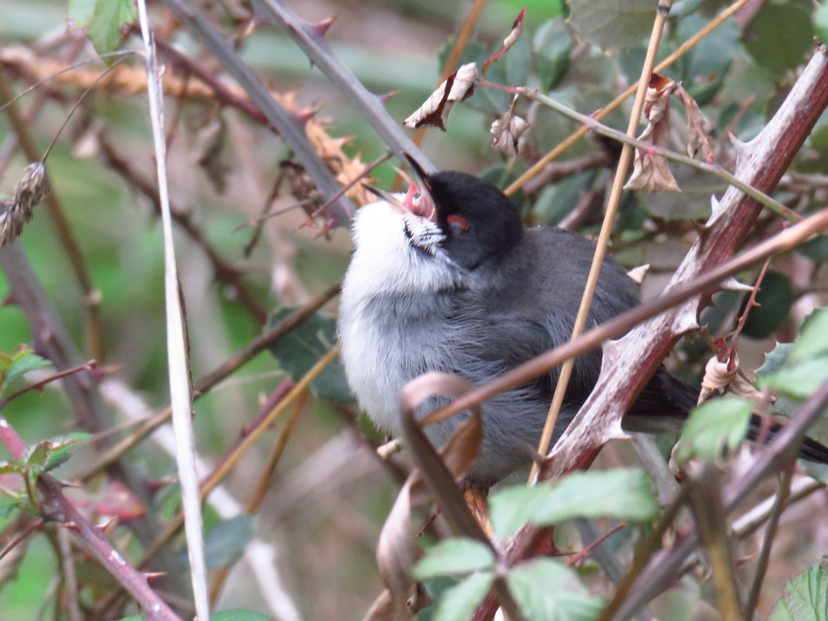 Sardinian Warbler - ML646790100
