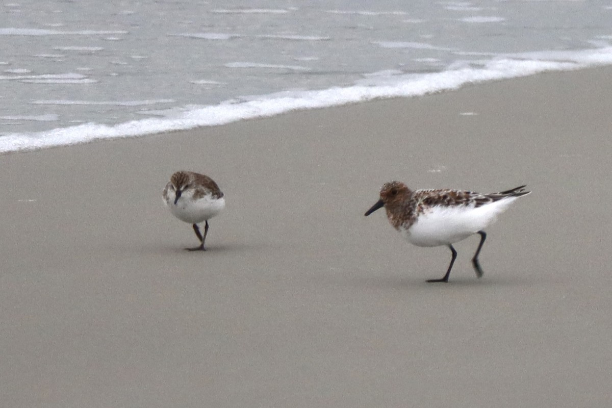 Semipalmated Sandpiper - ML646790101