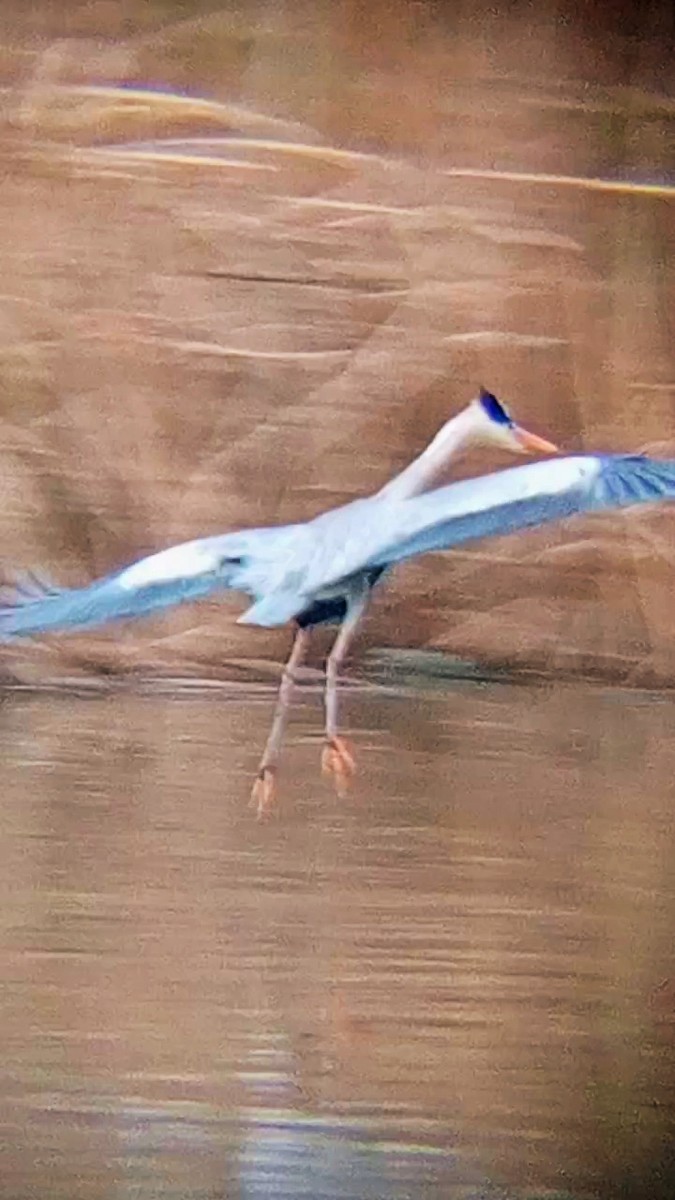 アオサギ - ML646790103