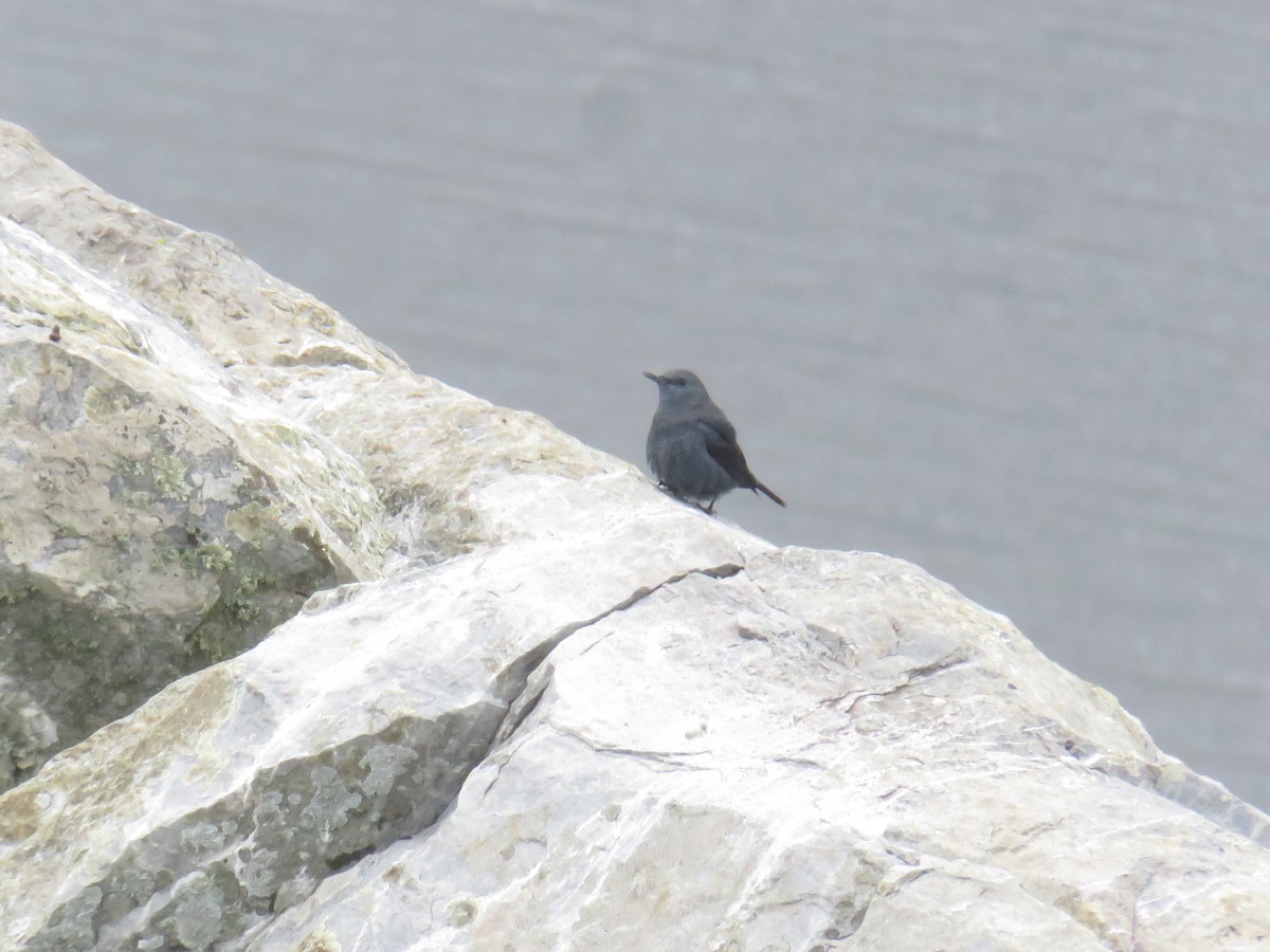 Blaumerle - ML646790106