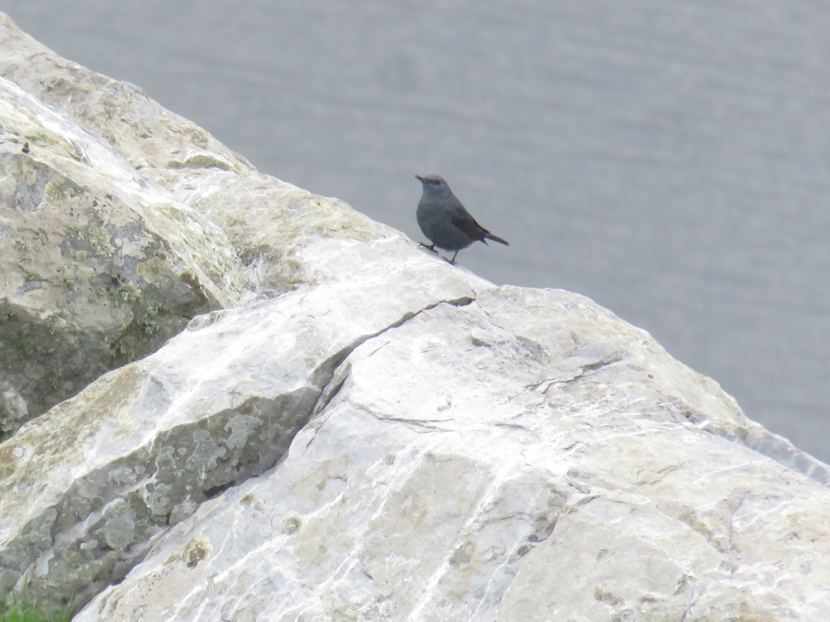 Blaumerle - ML646790107