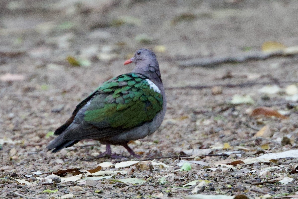 Colombine du Pacifique - ML646790111