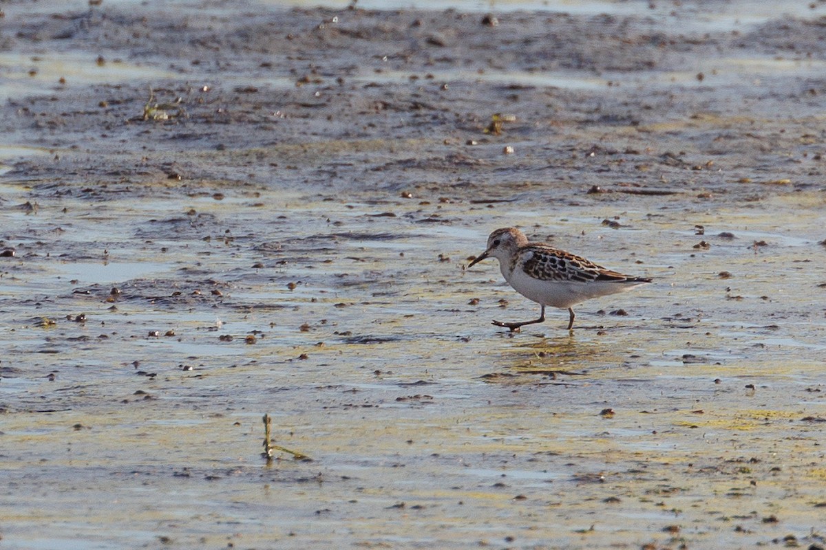 Побережник малий - ML646790112