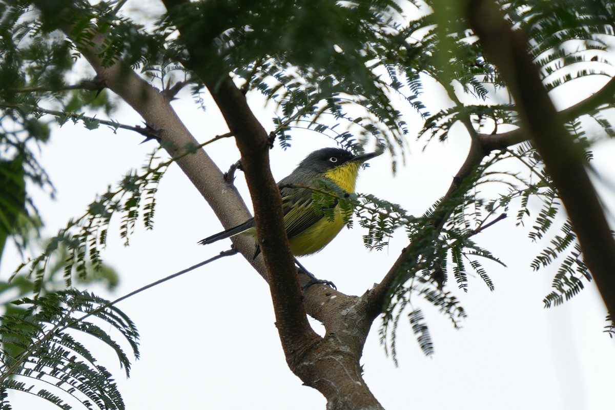 Graugelb-Todityrann - ML646790113