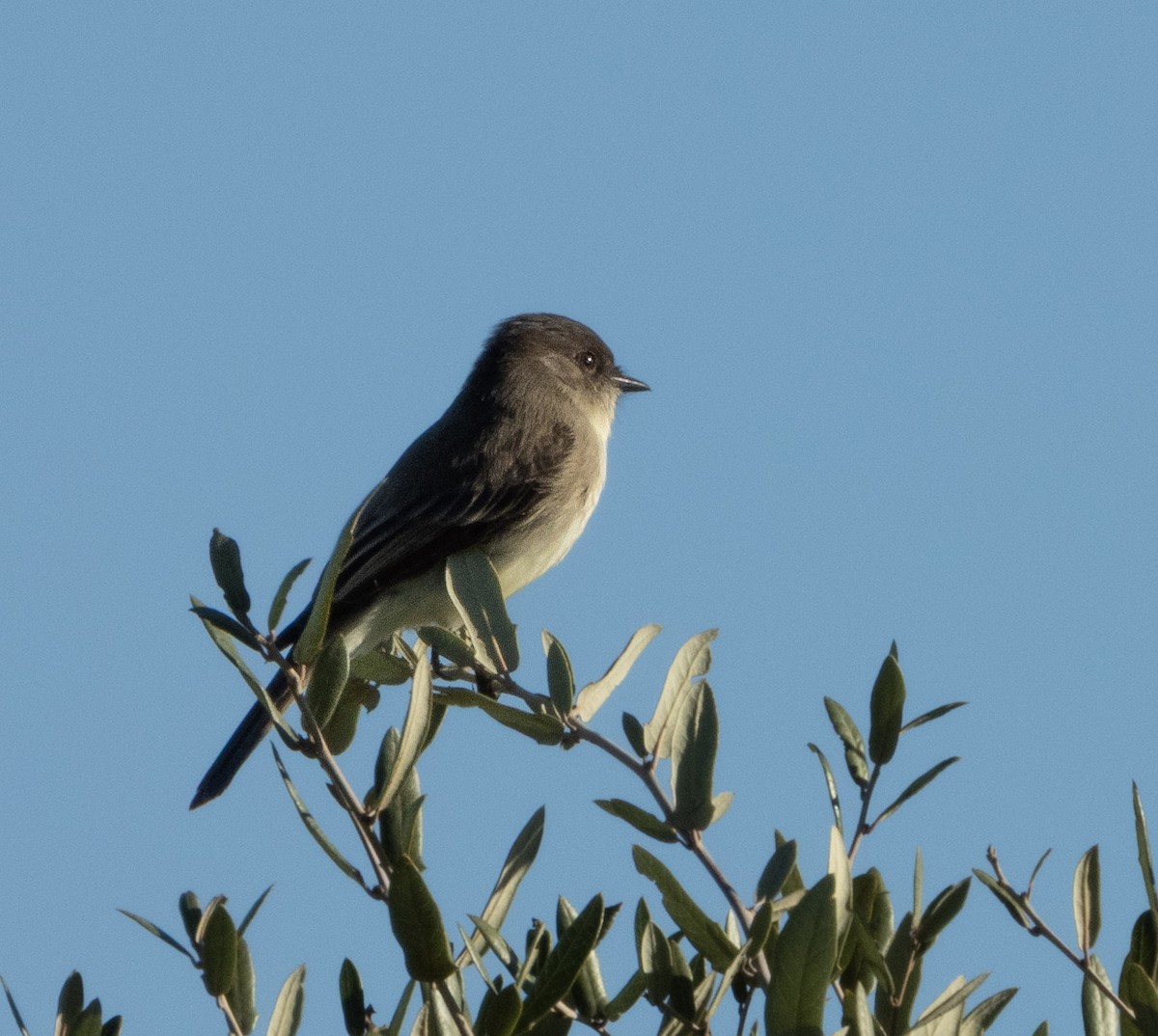 gråfibi - ML646790114