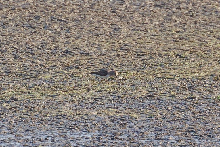 Побережник білохвостий - ML646790115