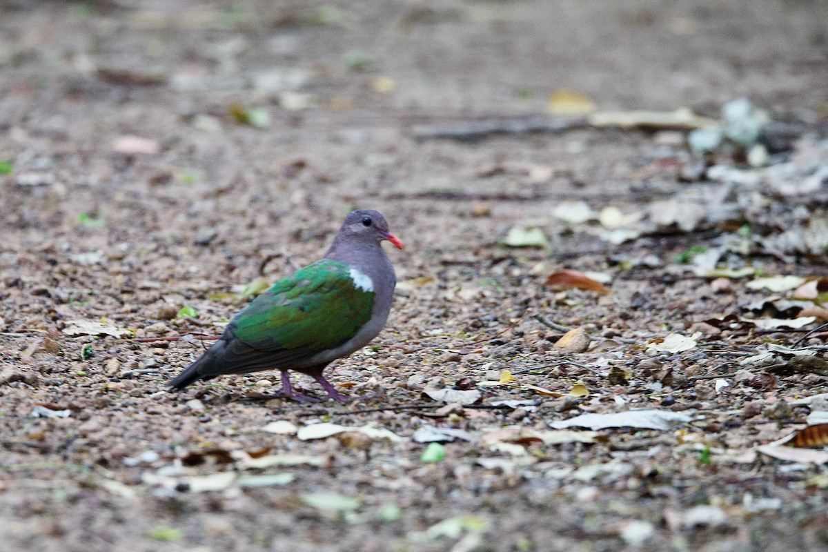 Colombine du Pacifique - ML646790116