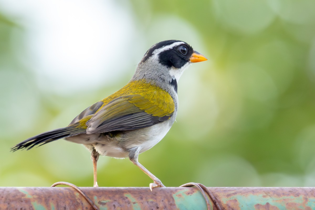 Saffron-billed Sparrow - ML646790117