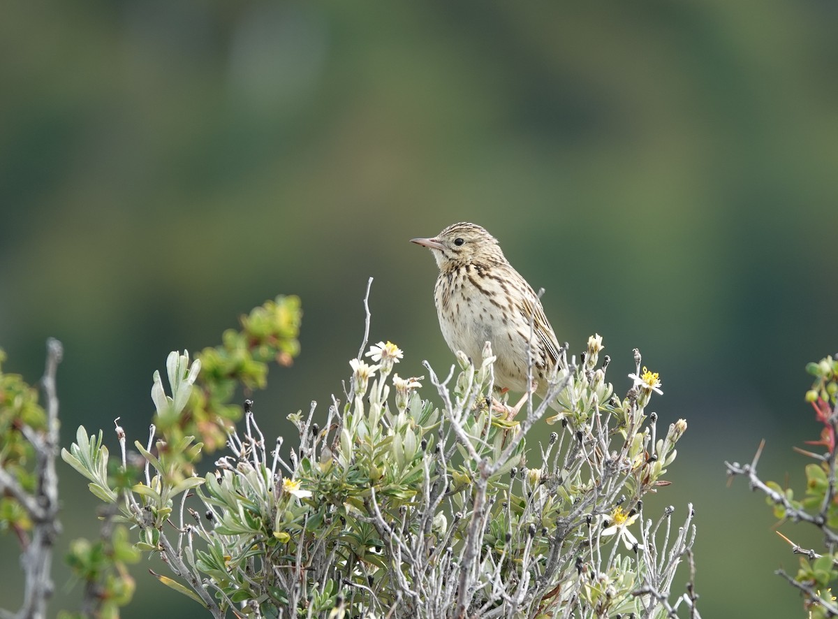 Correndera Pipit - ML646790118