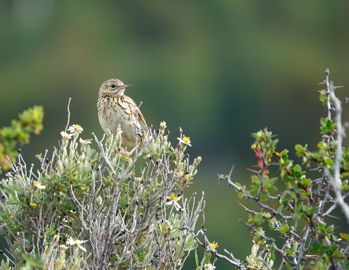Correndera Pipit - ML646790119