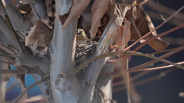 Чиж бородатий - ML646790122